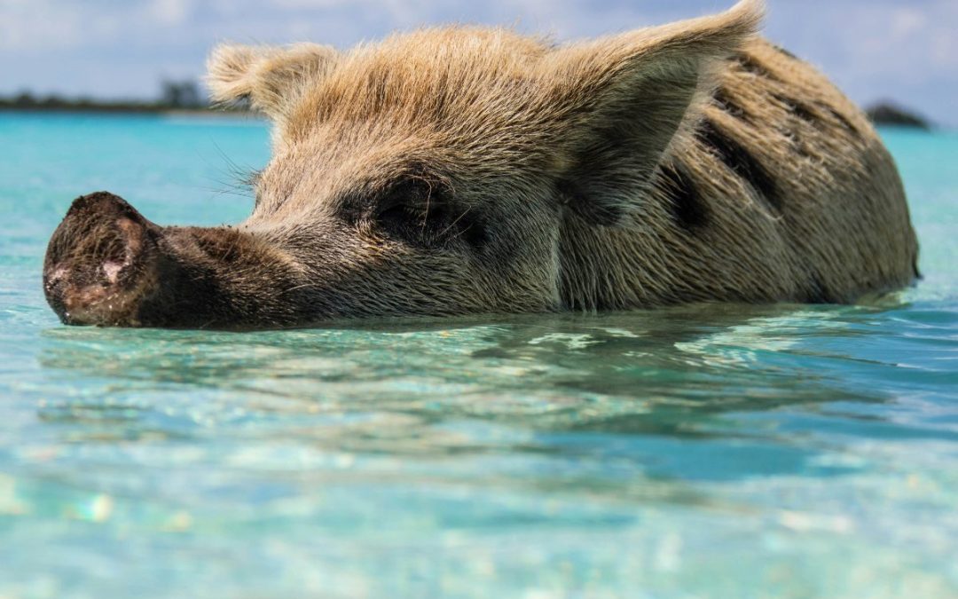 Luxury family yacht charter in the Bahamas: A carefree Thanksgiving getaway