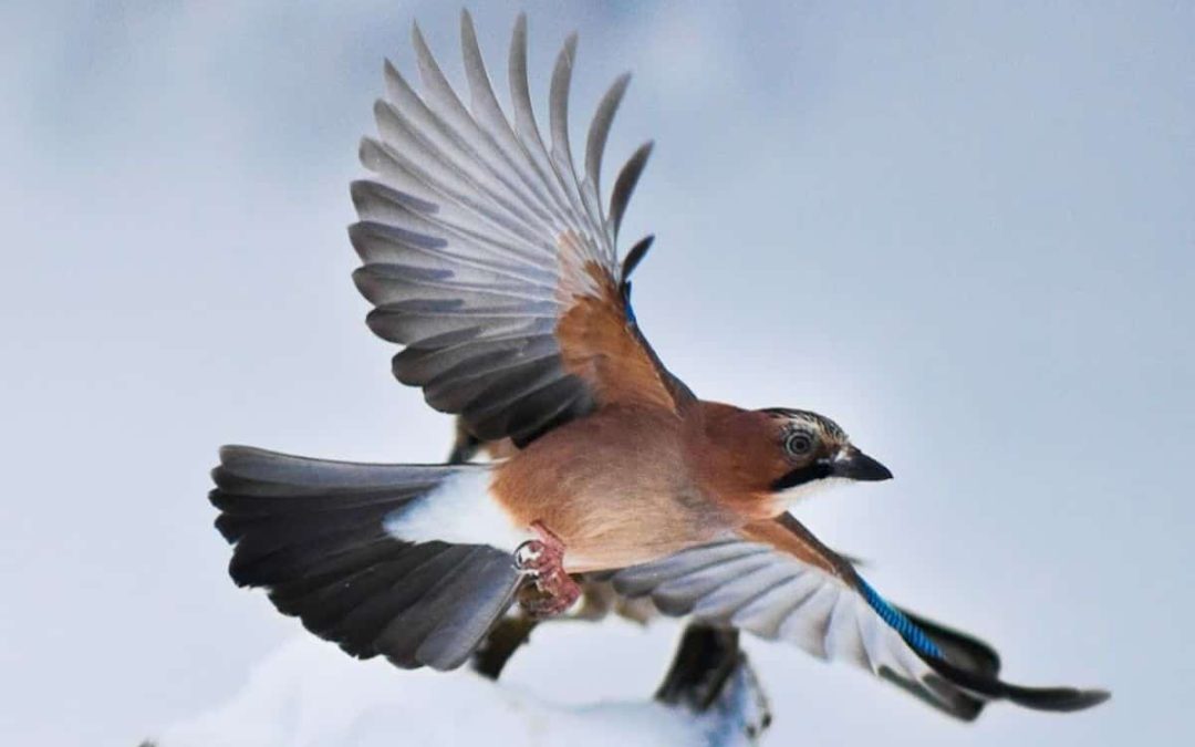 Winter at Plitvice Lakes – A Luxury Travel Blog