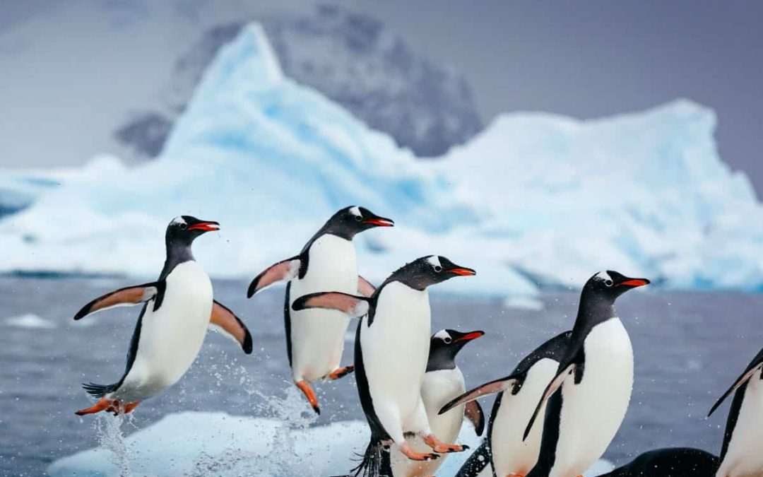 Solo explorations of the Arctic and Antarctic with Quark Expeditions