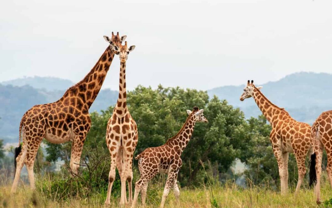 Unique highlights to experience on a 15-day itinerary in Uganda