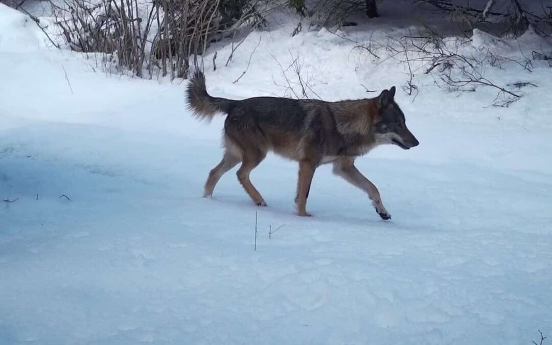 Discover the animals at Plitvice Lakes National Park