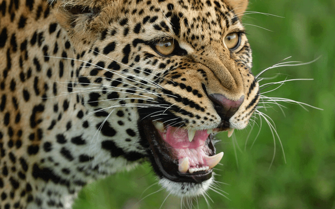 Big cats and where to stay in style to see them