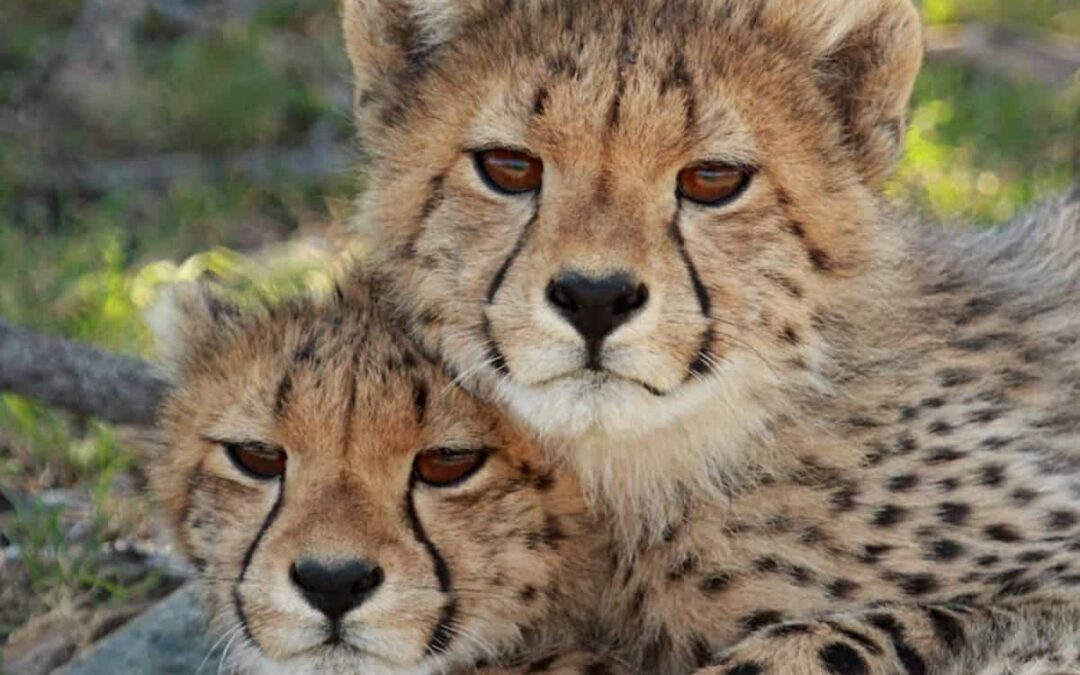 Samara Karoo: A unique experience in conservation and wilderness