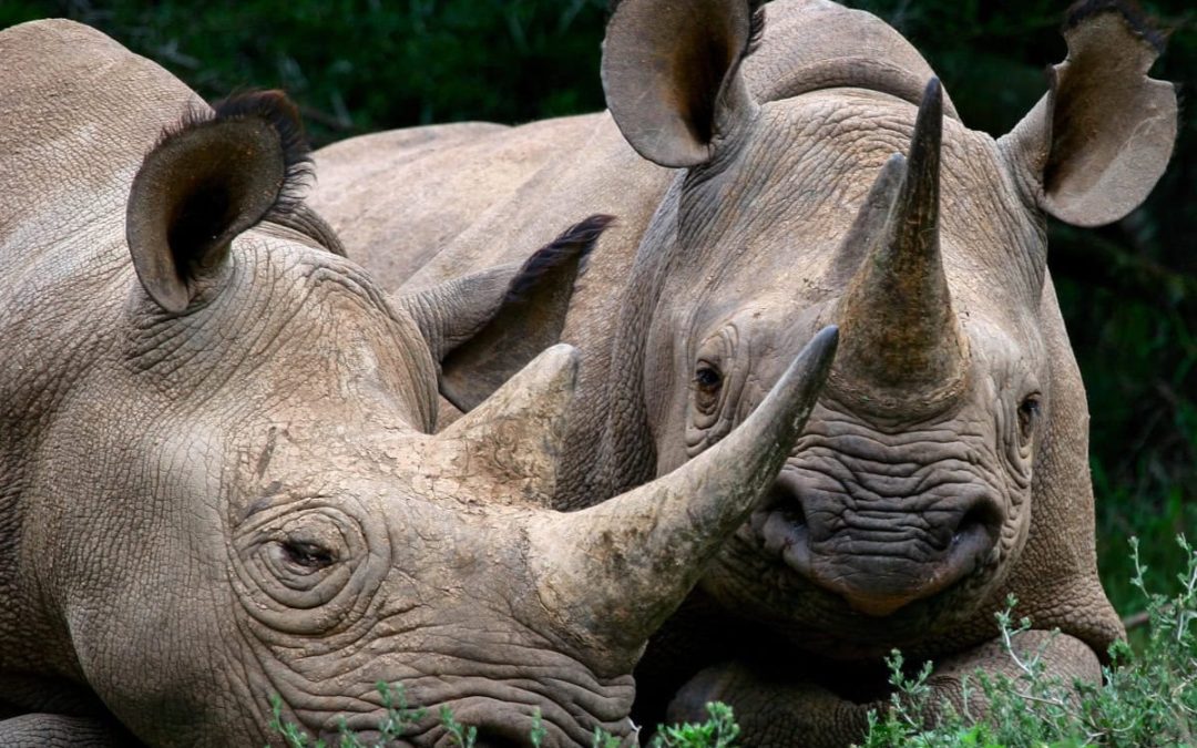 Founders Lodge – Where conservation meets safari in South Africa’s Eastern Cape