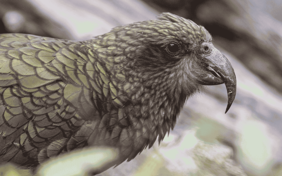 Fiordland – one of the world&rsquo;s most untamed wildernesses