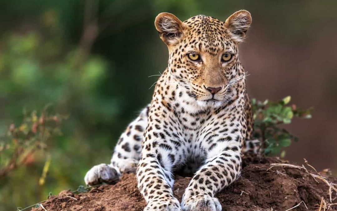 Coming soon to Zambia&rsquo;s Kingdom